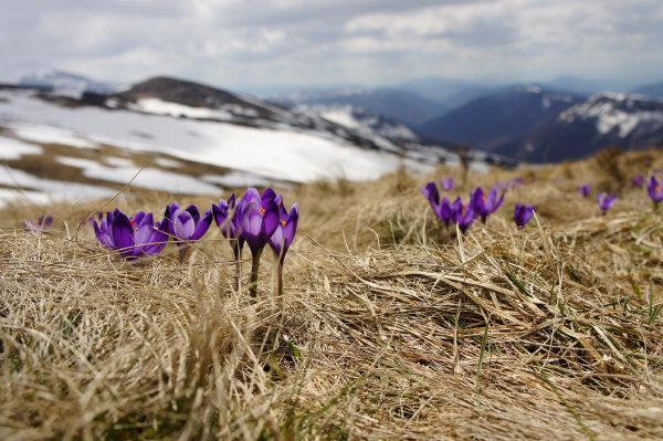 crocuses growing on mountain show resilience