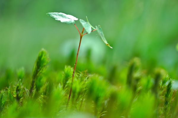 Image of plant growing - growth